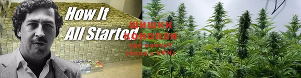 шишки Аркадак